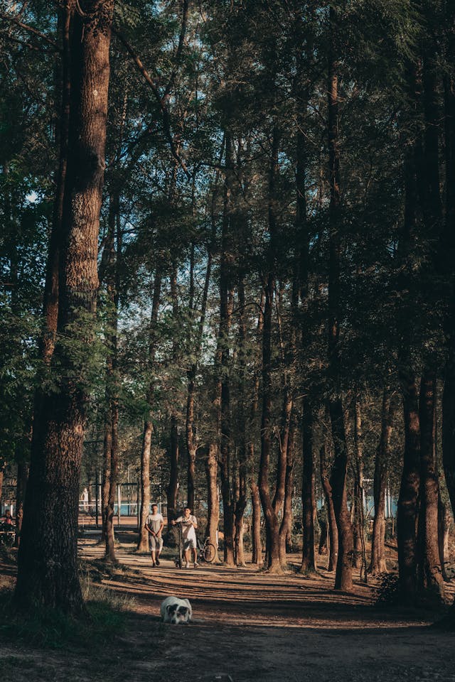 Een rustige wandeling over het serene bospad van Tirana